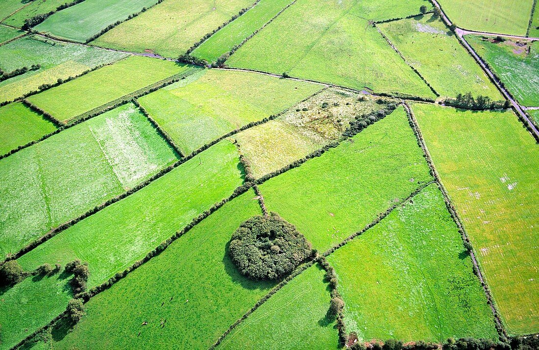 Now surrounded by pasture fields, a circle of trees marks an ancient rath or fortified homestead near Ballina, Co  Mayo, Ireland