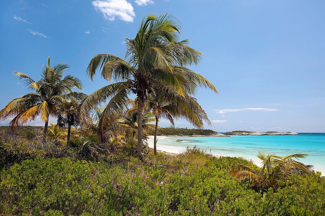 View of palms and beach at Lighthouse Bay, Eleuthera, Bahamas