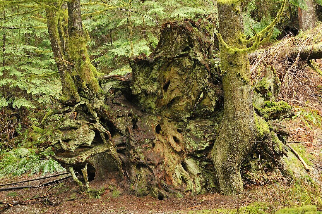 root system of fallen western red cedar Thuja plicata, Buntzen Lake Recreation Area, Anmore, British Columbia, Canada