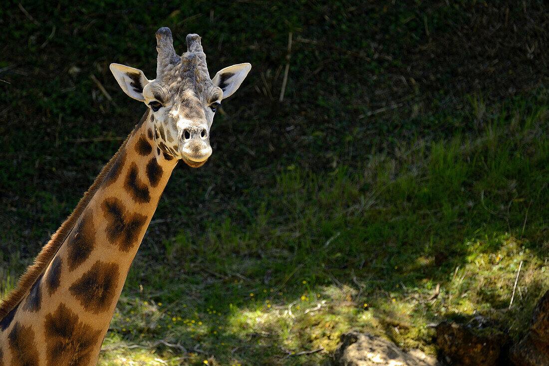 Giraffe (Giraffa camelopardalis) in the Natural Park of Cabarceno, Cantabria, Spain, Europe.