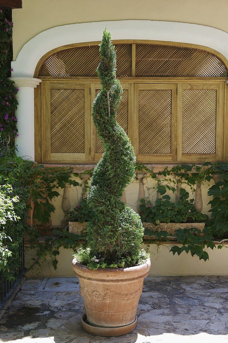 Potted topiary plant in a spiral form on a Mediterranean terrace