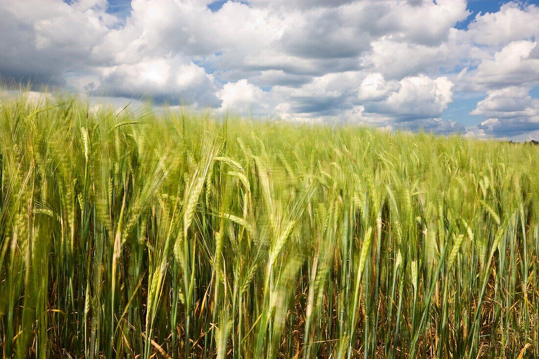 Grain field, Finland.