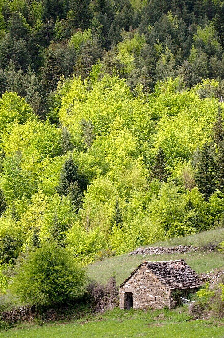 Spring Forest at Aragues Valley  Huesca Pyrenees, Aragon  Spain