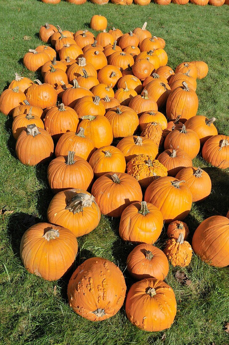 A bunch of pumpkins in a field