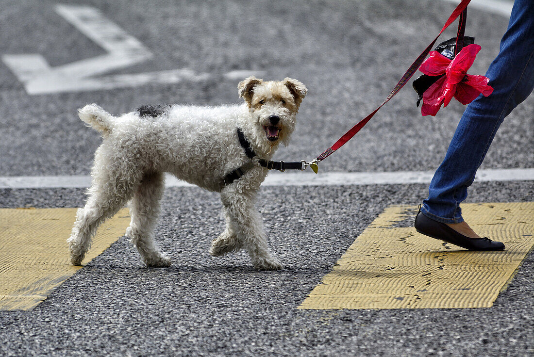 Dog Wire Fox Terrier walking on a leash, pedestrian crossing.