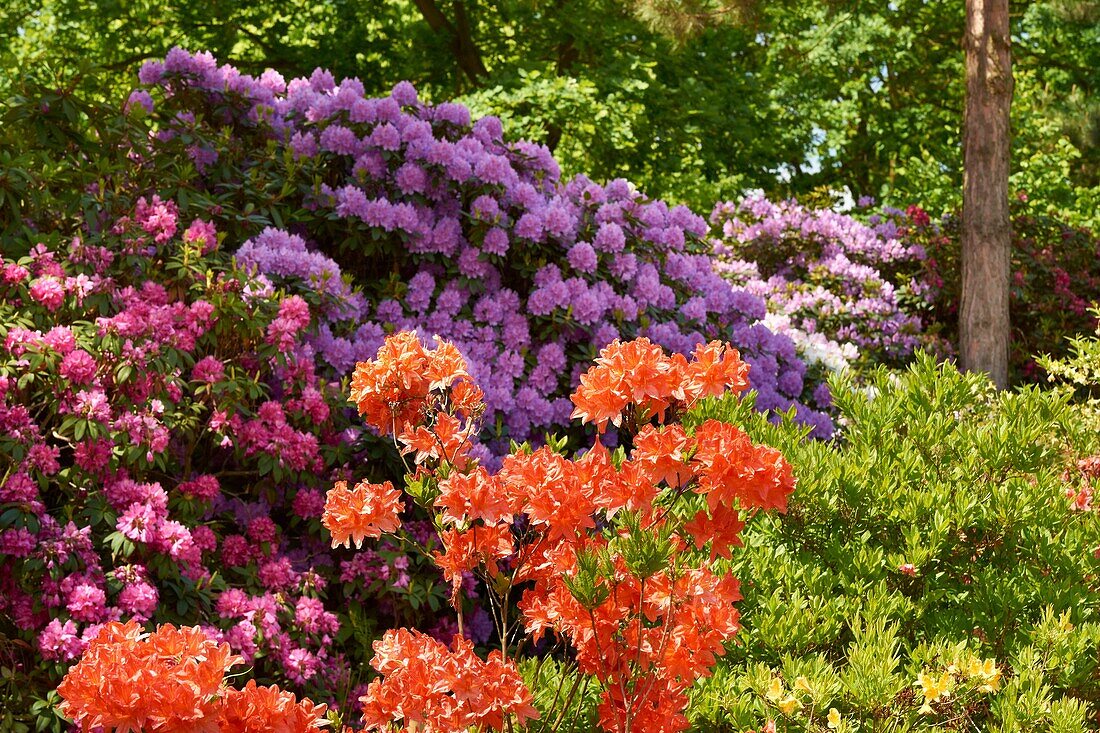 Rhododendrons in Botanical Garden, Powsin, Poland, Europe