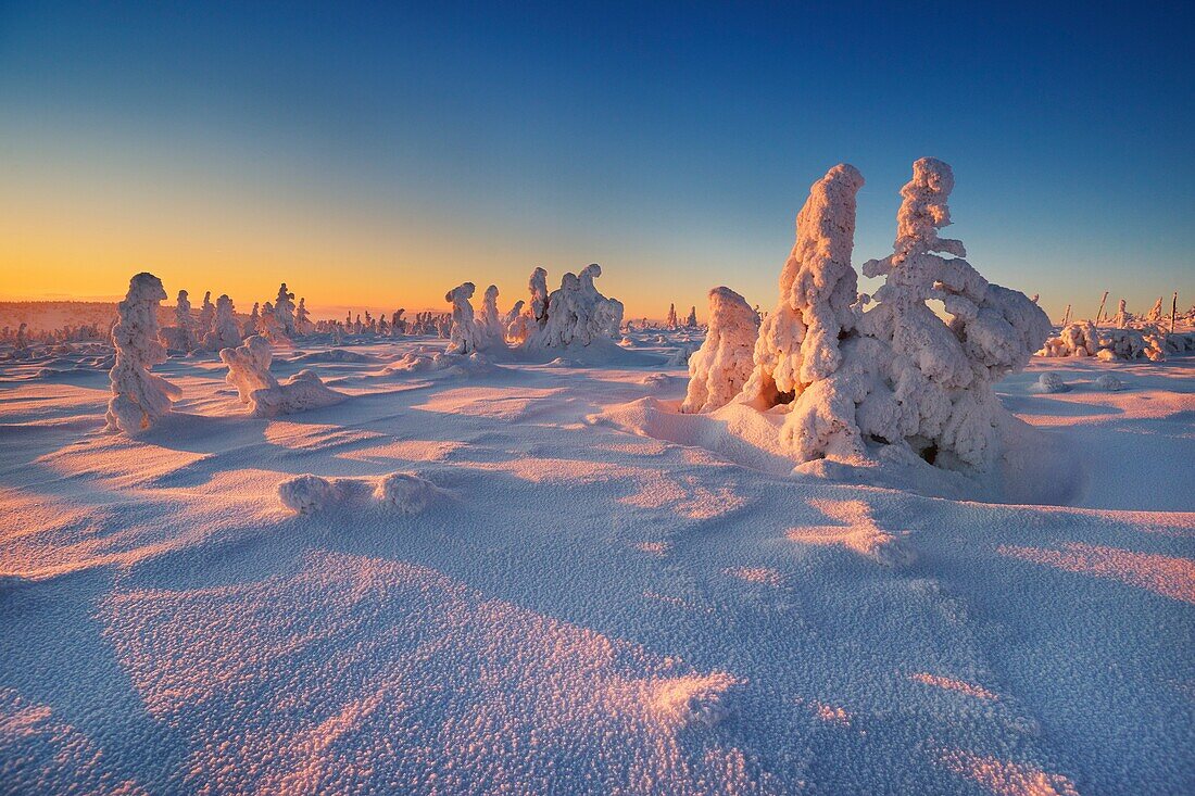 Snowy trees at the Szrenica peak, Karkonosze National Park, Poland, Europe