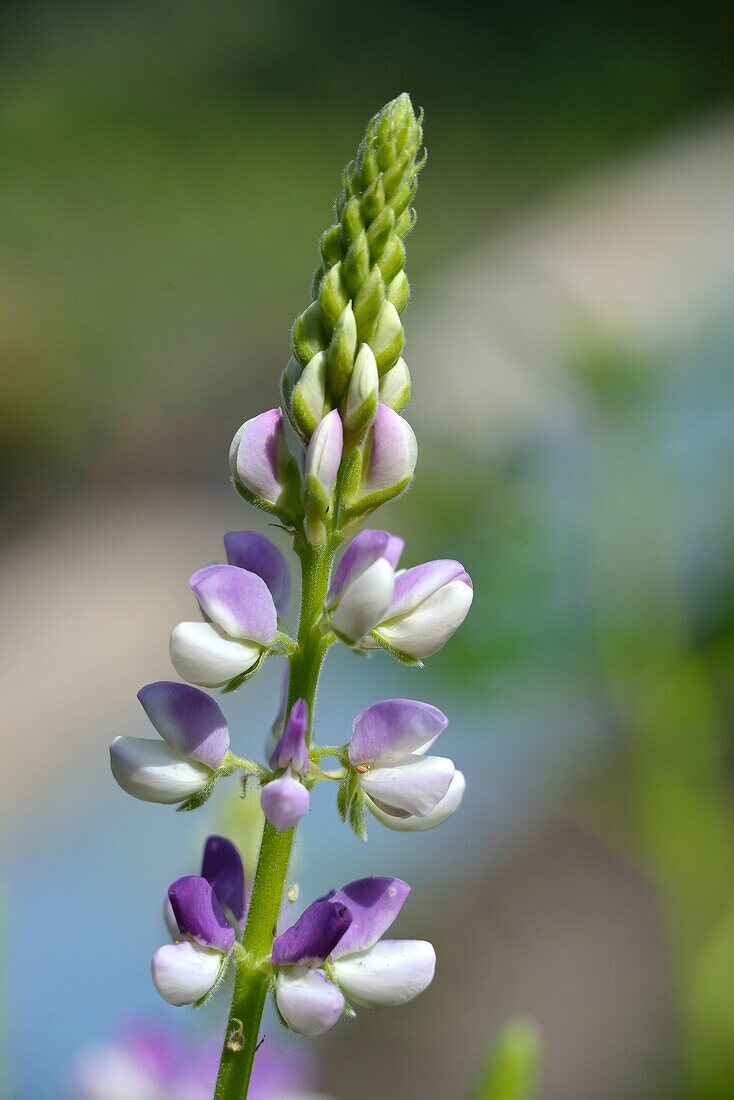 Lupine.