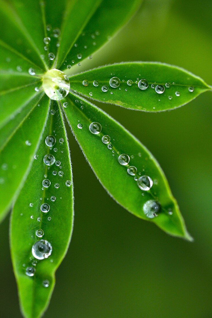 Water Drops on Leaves of a Lupin Flower