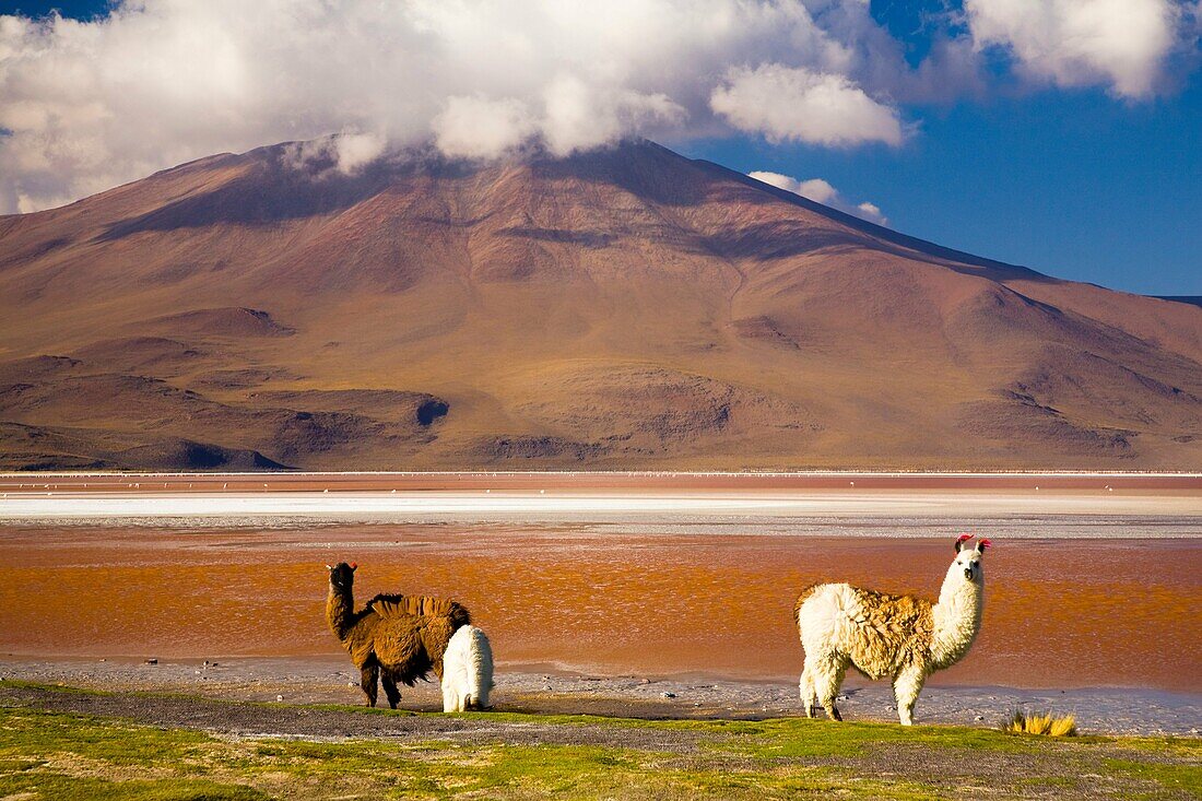 Bolivia, Southern Altiplano, Laguna Colorada  Llamas near the Laguna Coloroda otherwise know as the coloured lake