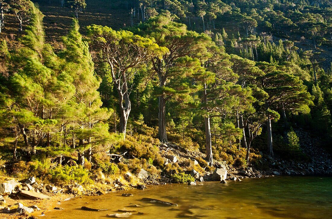 Scotland, Scottish Highlands, Cairngorms National Park  Heavy winds sway the branches of Scots Pines, surrounding the Lochan Uaine in the Glenmore Forest Park