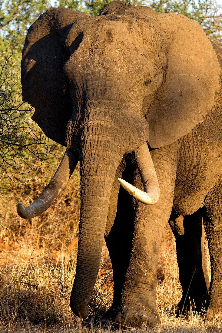 African Elephant Loxodonta africana, Kruger National Park, South Africa