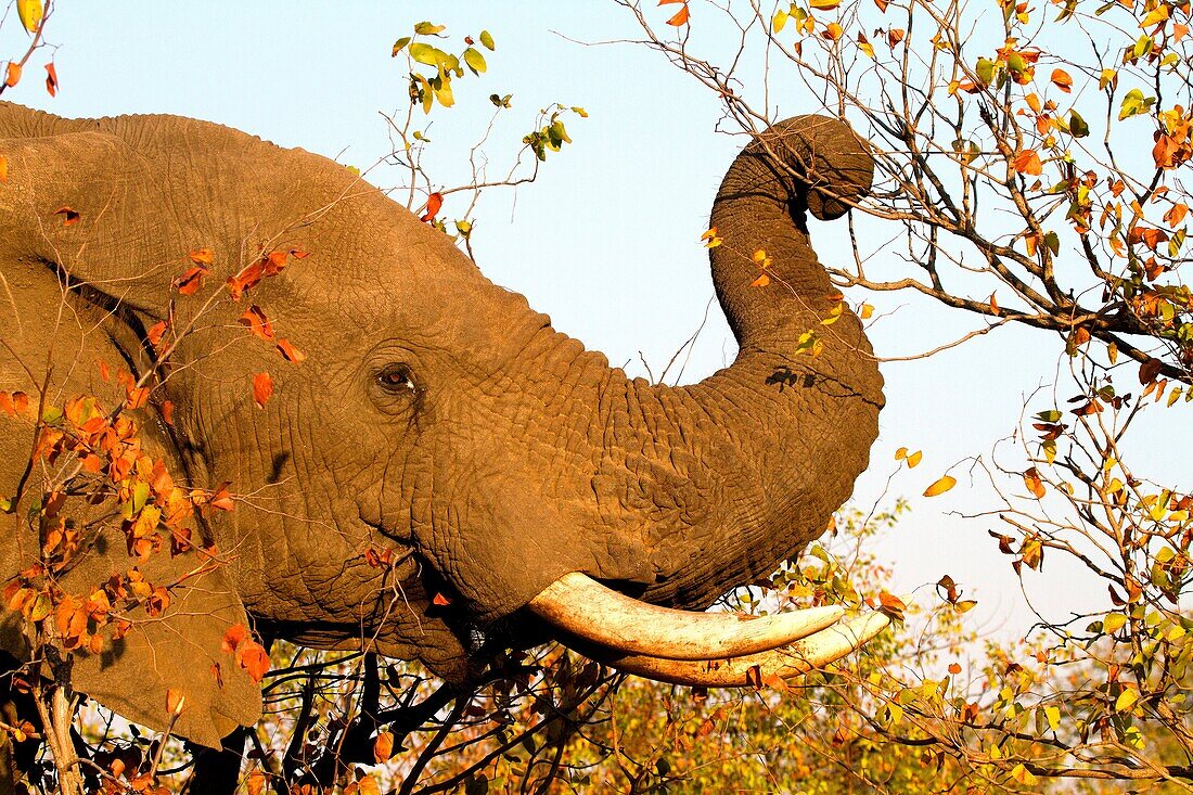 African Elephant Loxodonta africana, eating mopane leafs  , Kruger National Park, South Africa