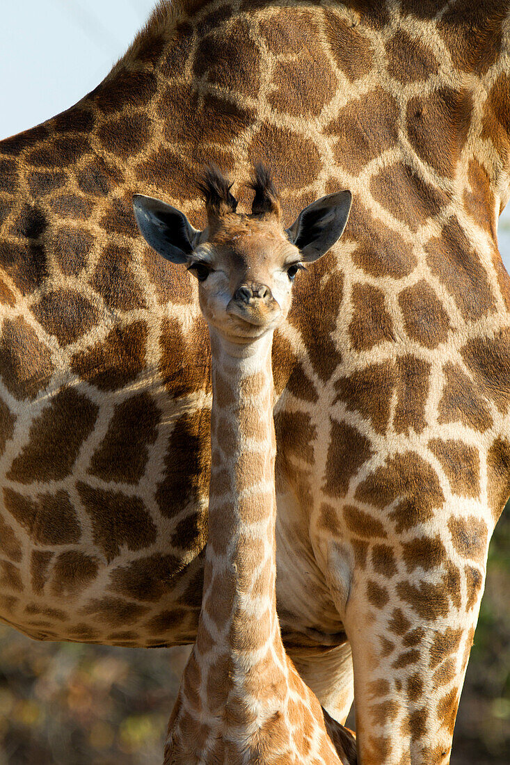 Giraffe (giraffa camelopardalis) - Young, with its mother, Kruger National Park, South Africa.