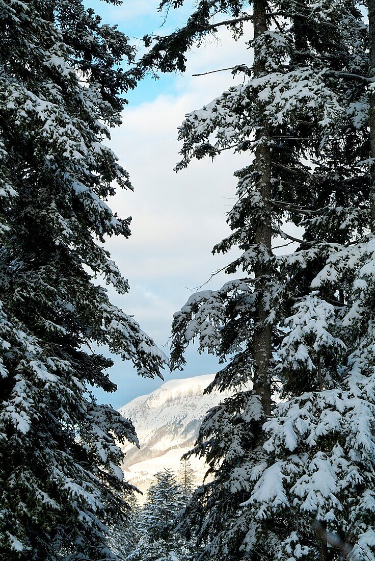 Snow-covered fir trees and mountains near Chabanon, French Alps, France.