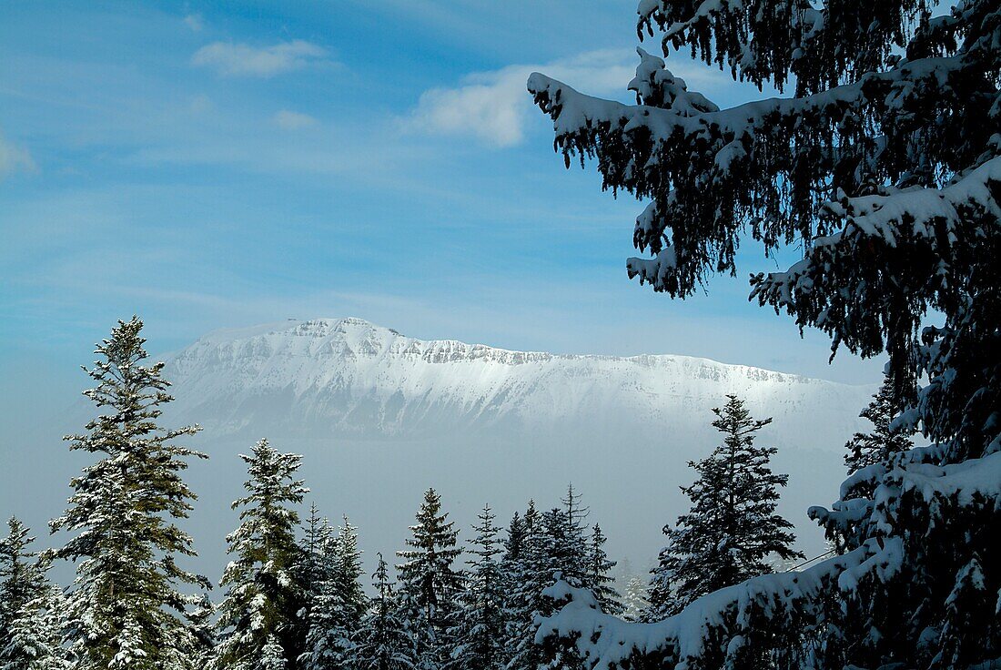 Snow-covered fir trees and a mountain valley near Chabanon, French Alps, France.