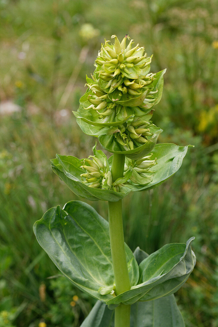 Gelber Enzian Gentiana lutea, blühend, Alpen, Frankreich