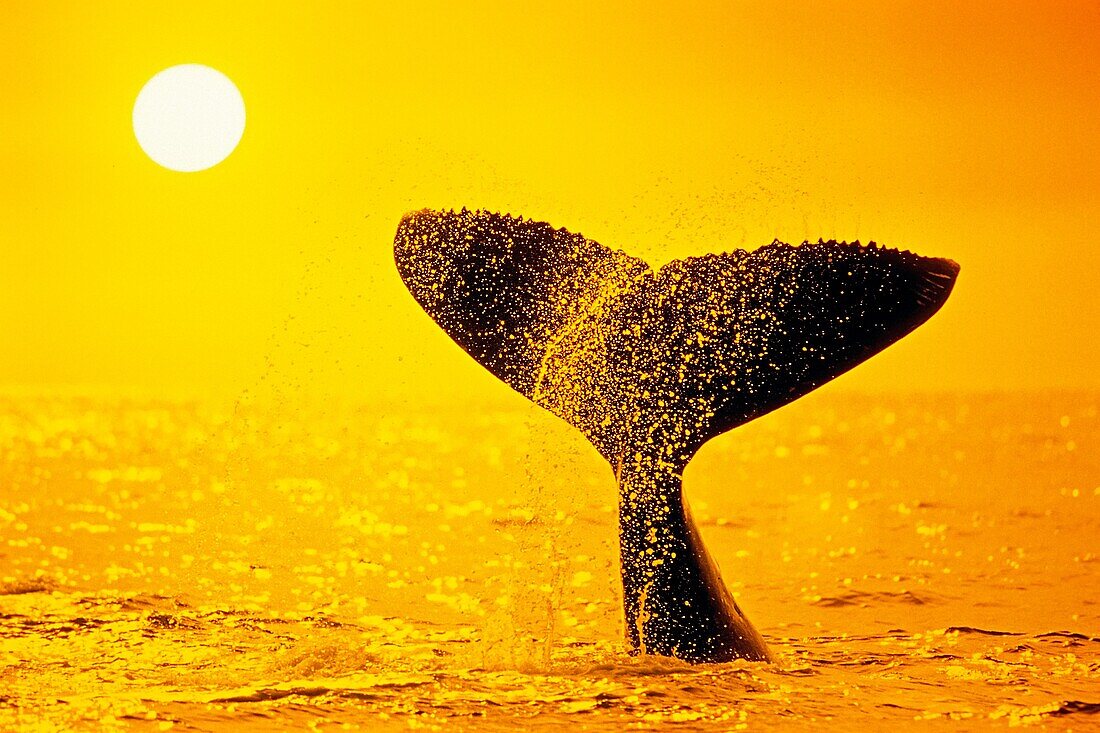 humpback whale, Megaptera novaeangliae, tail-slapping or lobtailing at sunset, fluke silhouette, Hawaii, USA, Pacific Ocean, photo composite