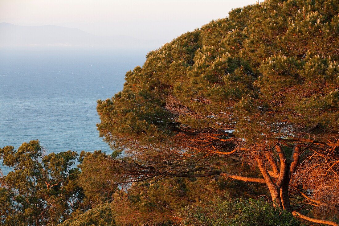 forest at sunset, Tangier, Morocco