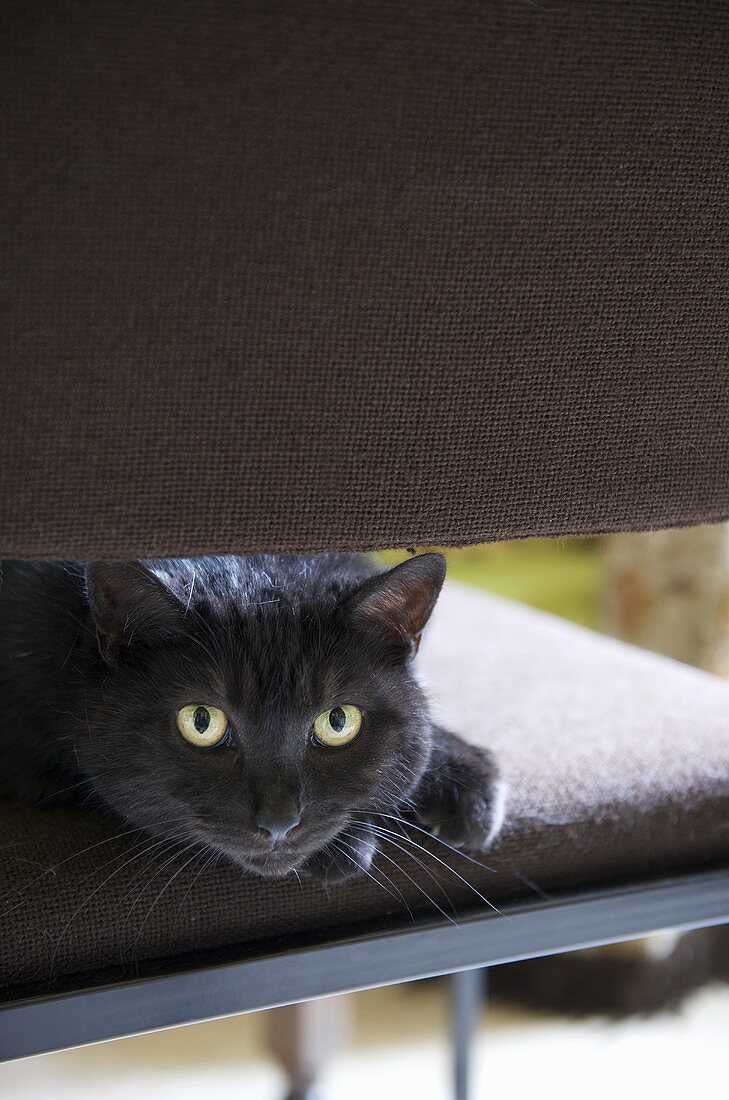 Schwarze Katze auf dem Stuhl