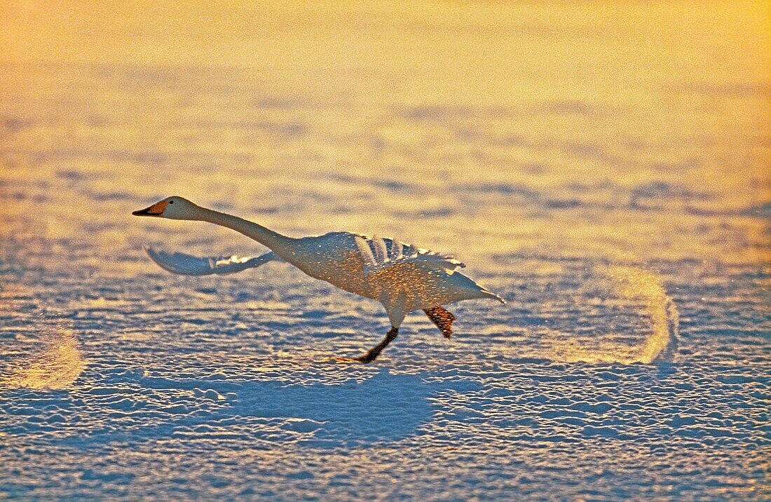 WHOOPER SWAN cygnus cygnus, ADULTS IN FLIGHT, TAKING OFF, HOKKAIDO ISLAND IN JAPAN