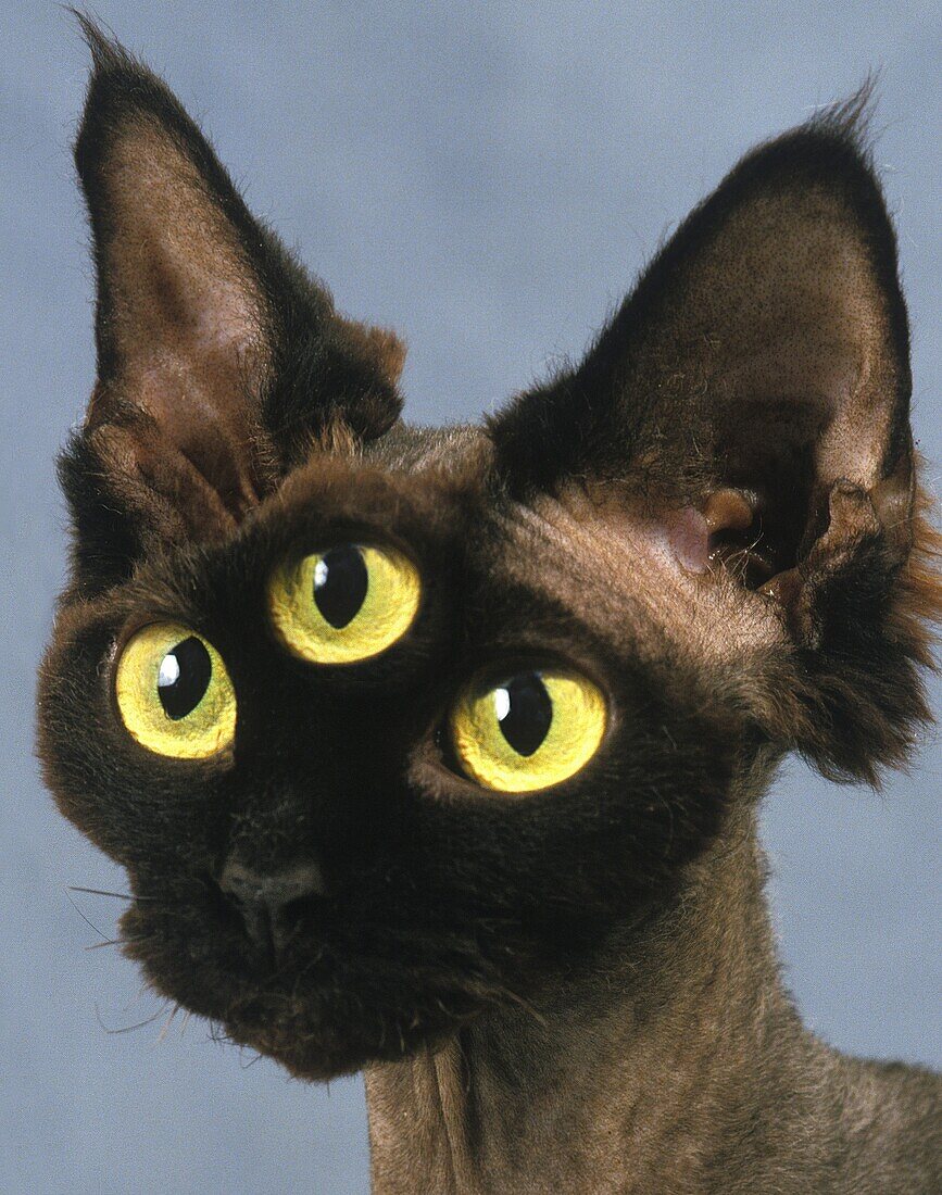 Devon Rex Domestic Cat, Portrait, Digital Composite