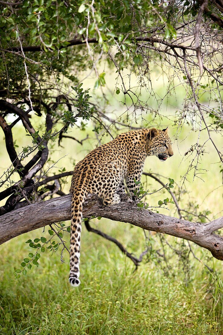 LEOPARD 4 MONTHS OLD CUB panthera pardus, YOUNG STANDING ON BRANCH, NAMIBIA