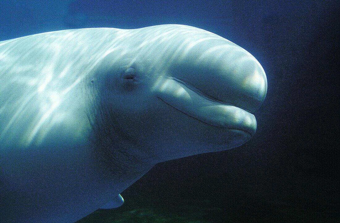 BELUGA WHALE OR WHITE WHALE delphinapterus leucas