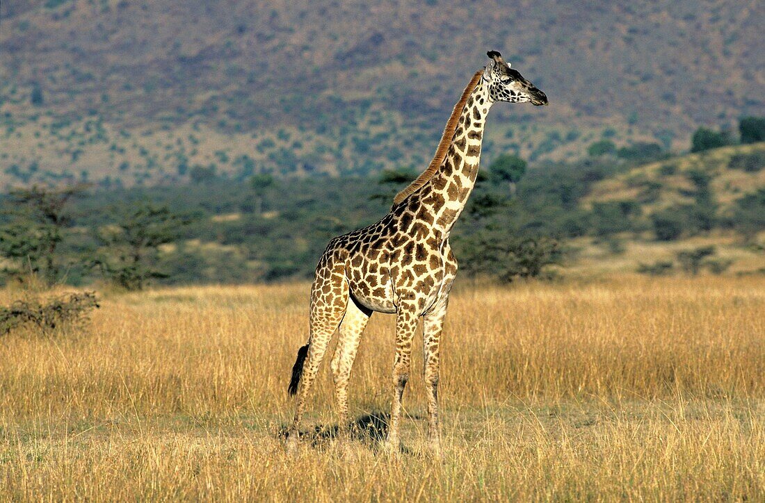MASAI GIRAFFE giraffa camelopardalis tippelskirchi, ADULT IN SAVANNAH, KENYA