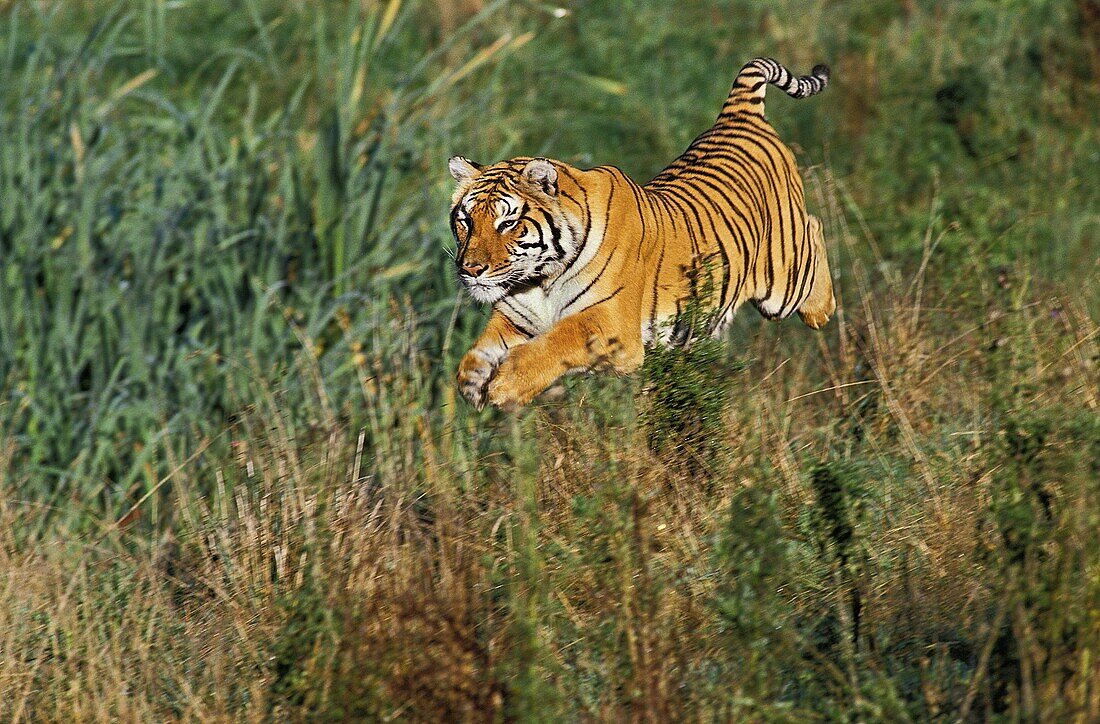 BENGAL TIGER panthera tigris tigris, ADULT LEAPING IN LONG GRASS