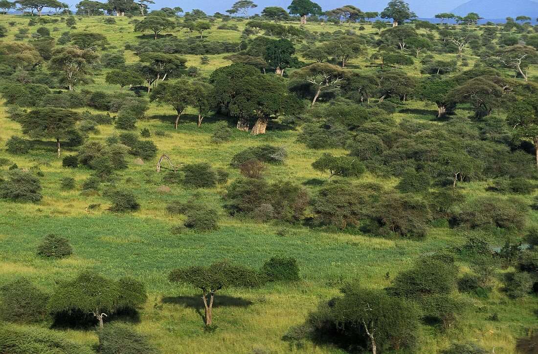 Savanna Landscape, Tarangire Park in Tanzania