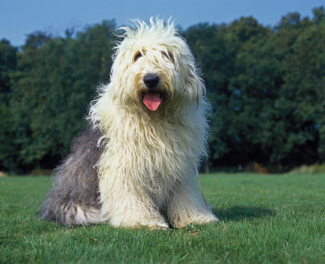 Bobtail Dog or Old English Sheepdog standing on Lawn.