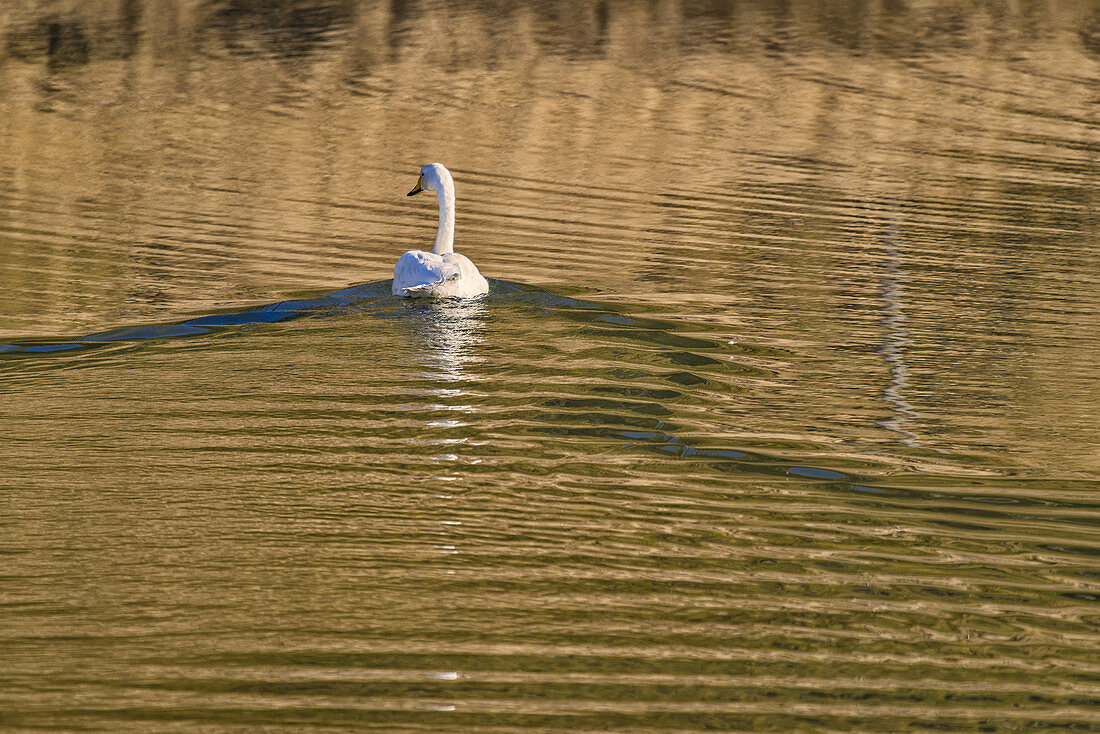 Swan in the water by Hvalsnes in the Loni Valley, Eastern Iceland.