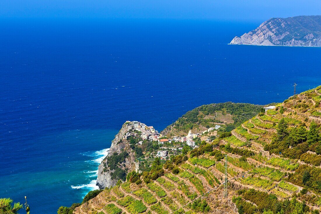 Vineyard over Corniglia, Cinque Terre National Park, Province of La Spezia, Liguria, northern Italy, Europe