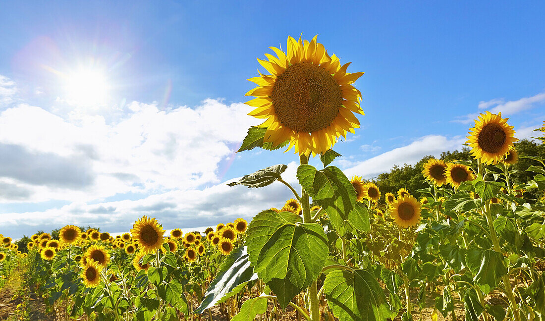 Sunflowers field. Burgos. Castile and Leon. Spain.