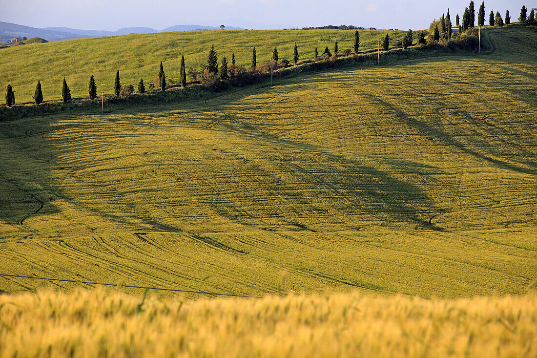 Typical scenary of Crete Senesi, Asciano, Siena, Tuscany, Italy.