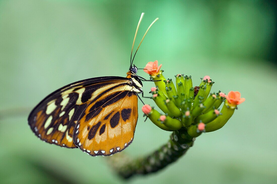 Close-up of Heliconius Butterfly Species Captive - La Selva Jungle Lodge, Amazon Region, Ecuador