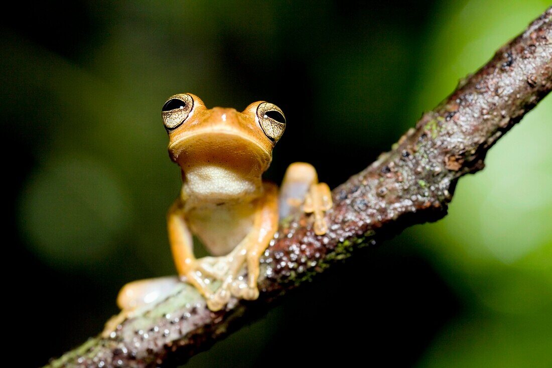 Tree Frog - La Selva Jungle Lodge, Amazon Region, Ecuador
