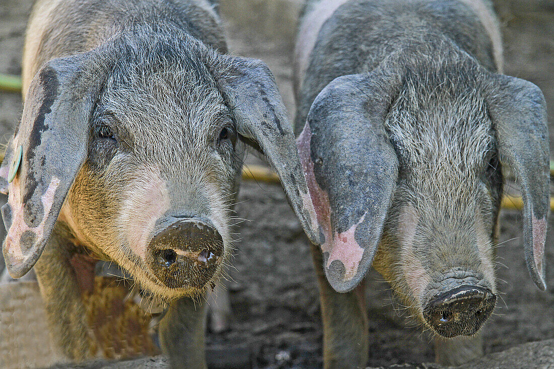 Pigs Astur-Celta, Asturias, Spain.