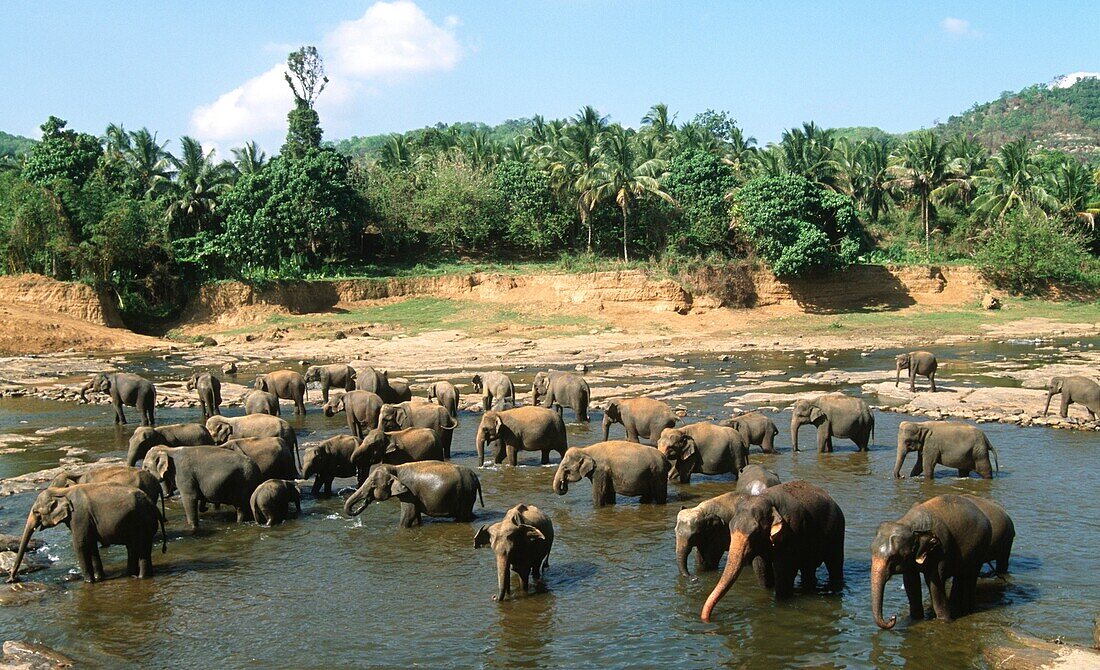 Sri Lanka, Pinnewala, asian elephants, elephas maximus,