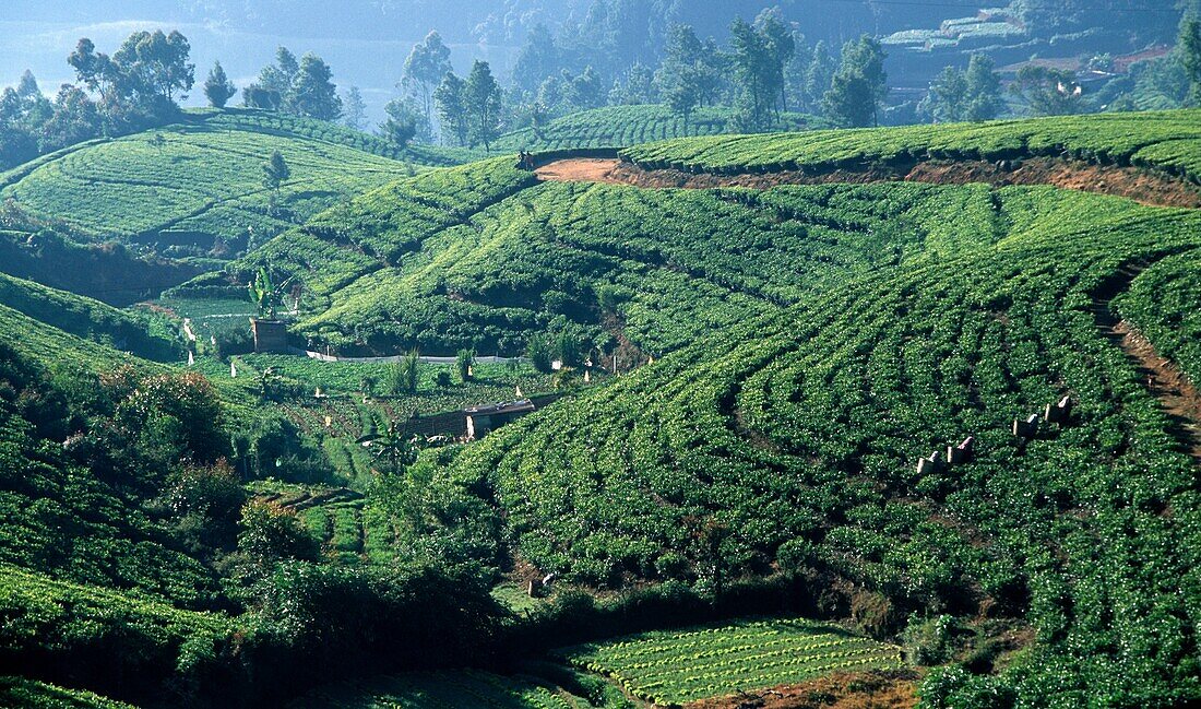 Sri Lanka, Nuwara Eliya, tea plantation,