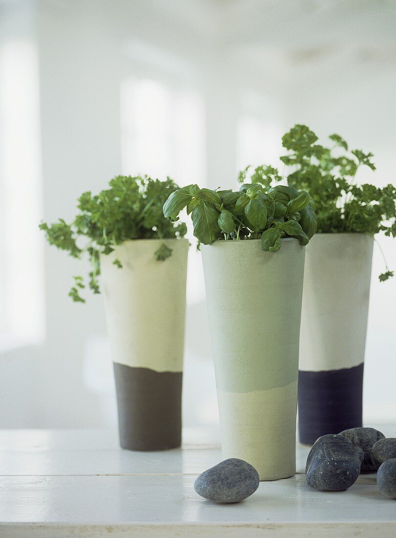 Herbs in modern ceramic vases on white painted work top