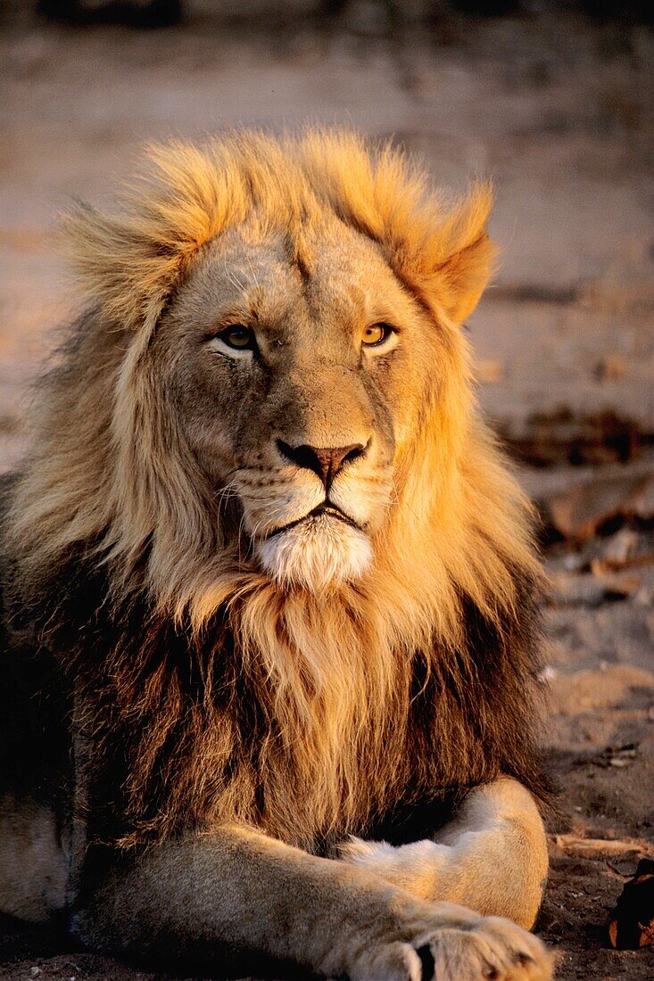 Namibia male lion.