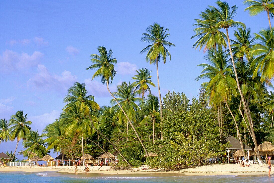 Caribbean, Tobago, Pigeon Point, beach