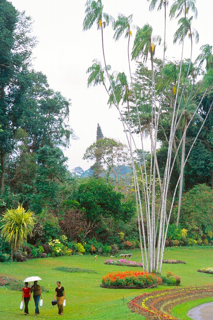 Peradeniya Botanical Gardens, Kandy, Sri Lanka
