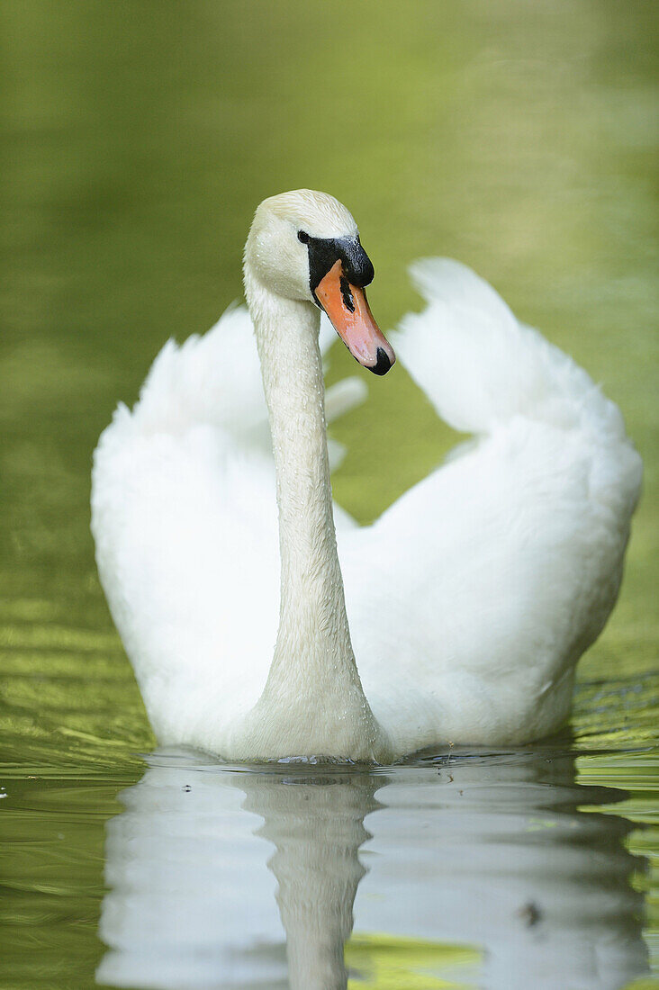 Close-up of a mute swan (cygnus olor) swimming on a little lake in spring.