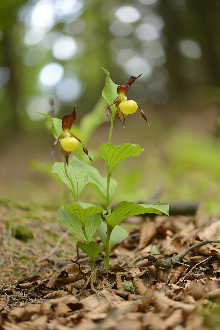 Close-up of ladys-slipper orchid (Cypripedium calceolus) blossoms in a forest in spring, Upper Palatinate, Germany