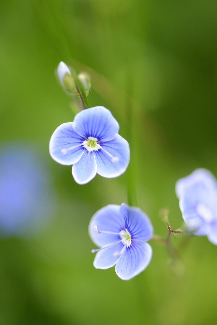 Blossoms from a germander speedwell or bird's-eye speedwell (Veronica chamaedrys).