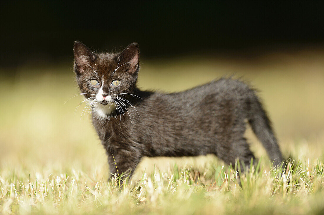 Close-up of a domestic cat (Felis silvestris catus) kitten on a meadow in spring