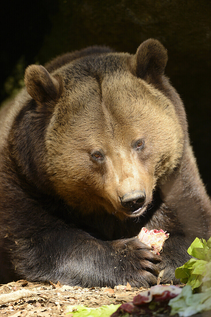 Portrait of a European brown bear (Ursus arctos arctos) in spring.